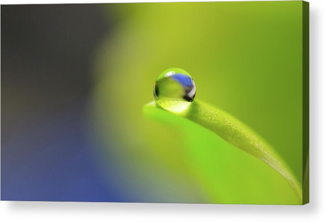 Bokeh Acrylic Print featuring the photograph Perched by Sandra Parlow