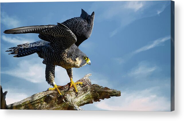 Peregrine Falcon Acrylic Print featuring the photograph Peregrine falcon by Sam Rino