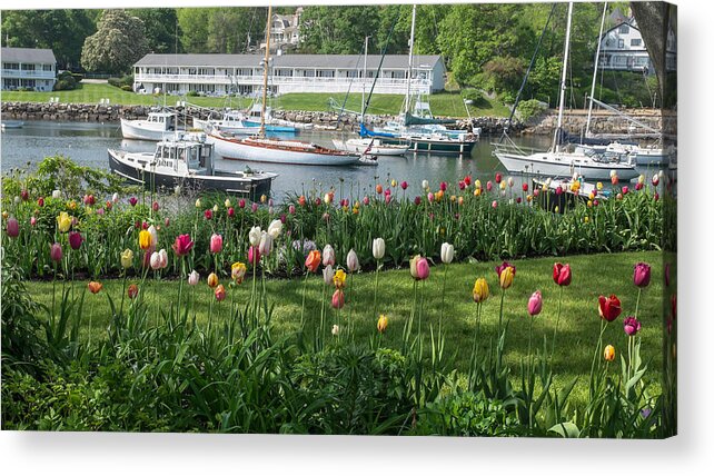 Flowers Acrylic Print featuring the photograph Perkins Cove Tulips by Joseph Smith
