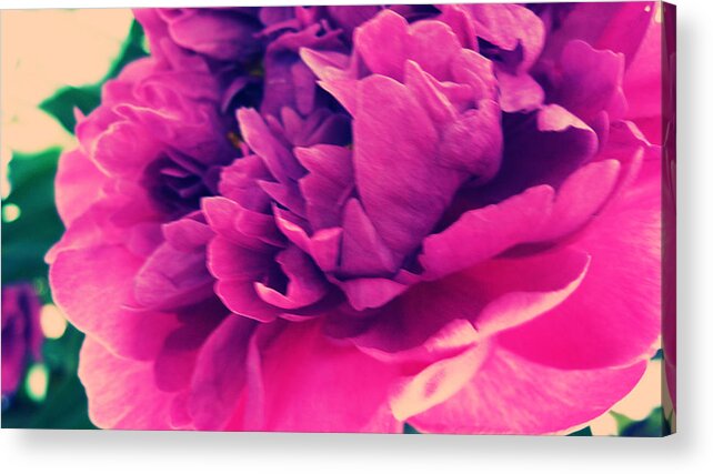 Flower Acrylic Print featuring the photograph Pink Peonie by Paul Cutright