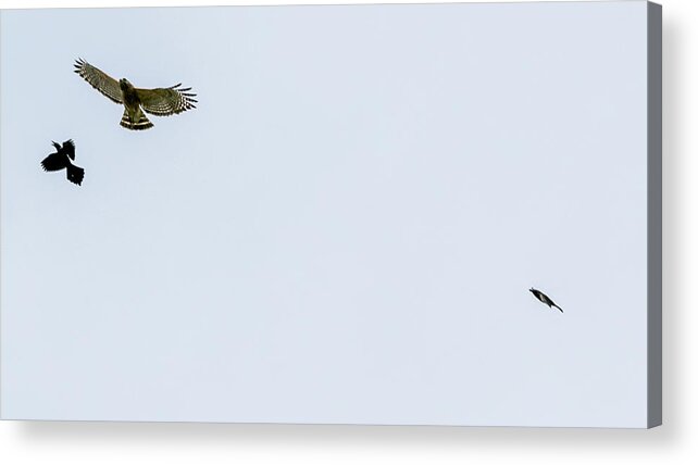 Hawk Acrylic Print featuring the digital art Police bird brings in reinforcements by Ed Stines