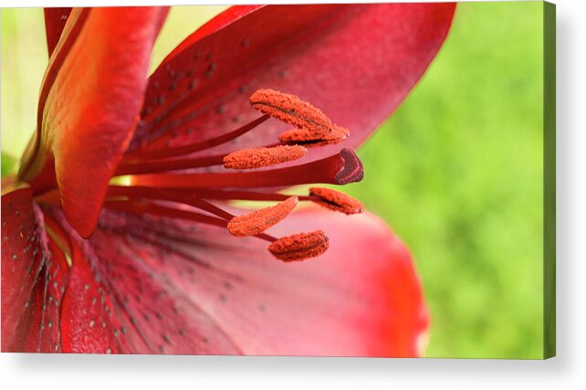 Red Acrylic Print featuring the photograph Pollination ready. by Elena Perelman
