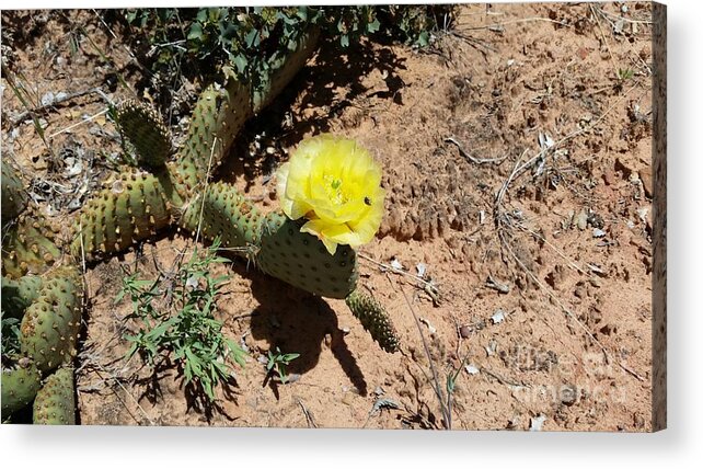 Prickly Pear Acrylic Print featuring the photograph Prickly Pear Cactus by Fortunate Findings Shirley Dickerson
