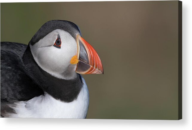 Puffin Acrylic Print featuring the photograph Puffin by Pete Walkden