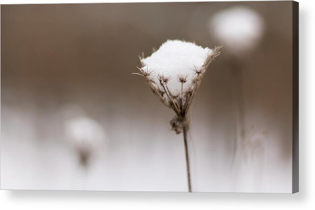 Wildflower Acrylic Print featuring the photograph Queen Anne in the Snow by Holly Ross