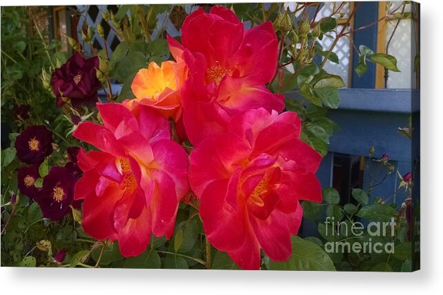 Botanical Acrylic Print featuring the photograph Red and orange rose by Steven Wills