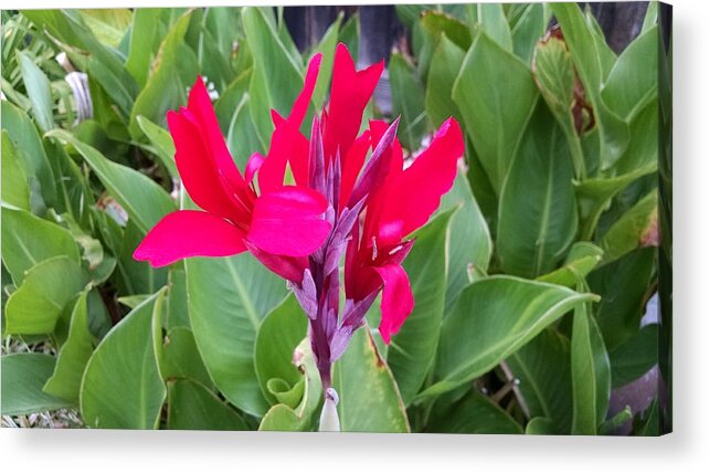 Red Flower Acrylic Print featuring the digital art Red Flowers by Steven Wills