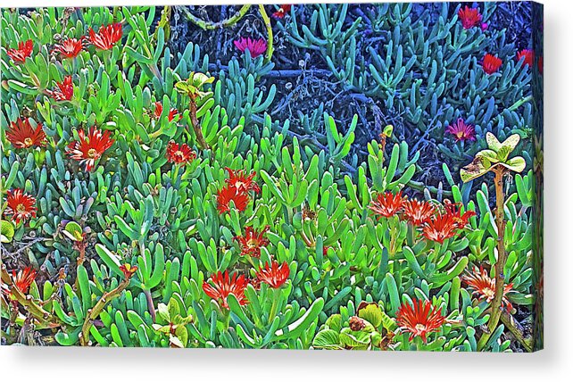 Red Ice Plant In La Cholla On Rocky Point In Sonora Acrylic Print featuring the photograph Red Ice Plant in La Cholla on Rocky Point in Sonora-Mexico by Ruth Hager