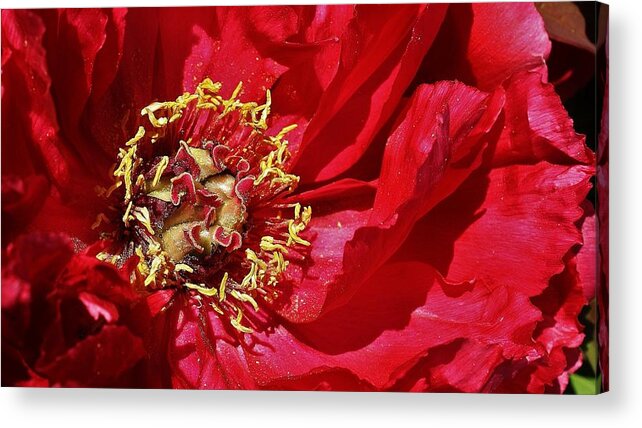  Acrylic Print featuring the photograph Red Peony in the Spring. by Bruce Bley