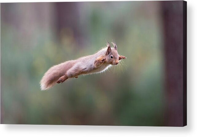 Red Acrylic Print featuring the photograph Red Squirrel Leaping by Pete Walkden
