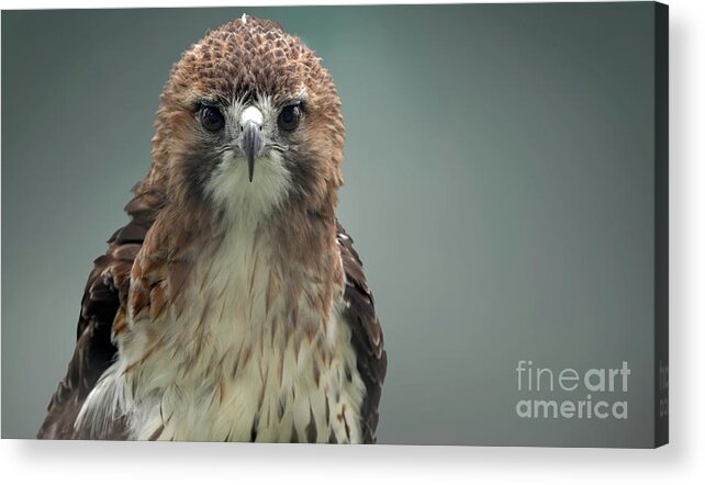 Red Tailed Hawk Acrylic Print featuring the photograph Red Tailed hawk up close portrait by Sam Rino