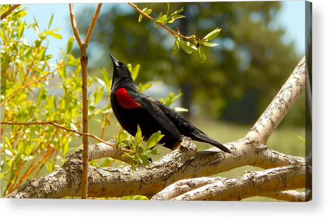 Photo Acrylic Print featuring the photograph Red-winged Blackbird 2 by Dan Miller