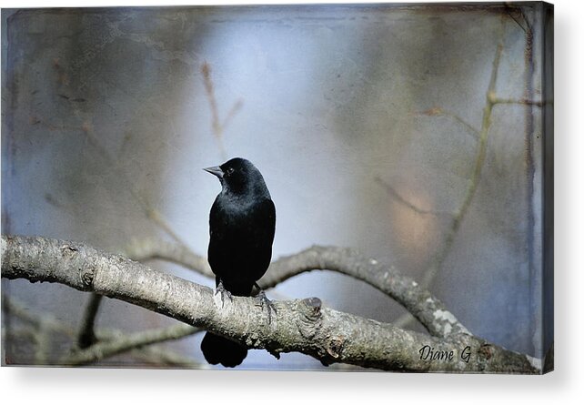 Red-winged Blackbird Acrylic Print featuring the photograph Red-winged Blackbird by Diane Giurco