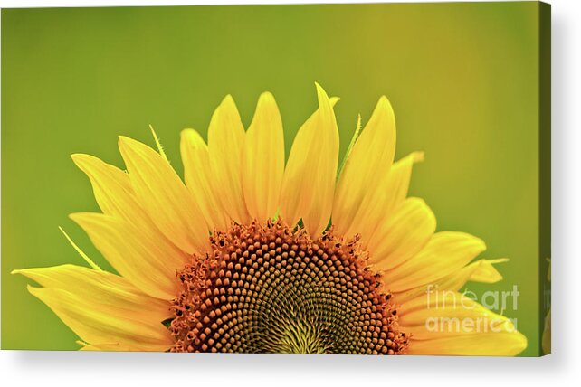 Anderson Sunflower Farm Acrylic Print featuring the photograph Rise And Shine by Doug Sturgess