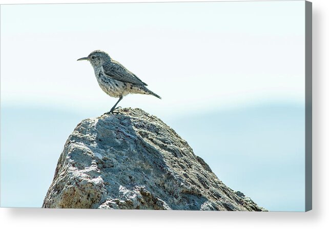 Rock Wren Acrylic Print featuring the photograph Rock Wren by Rick Mosher