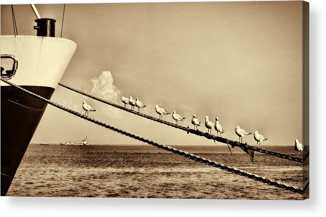 Seagulls Acrylic Print featuring the photograph Sailors V2 by Douglas Barnard