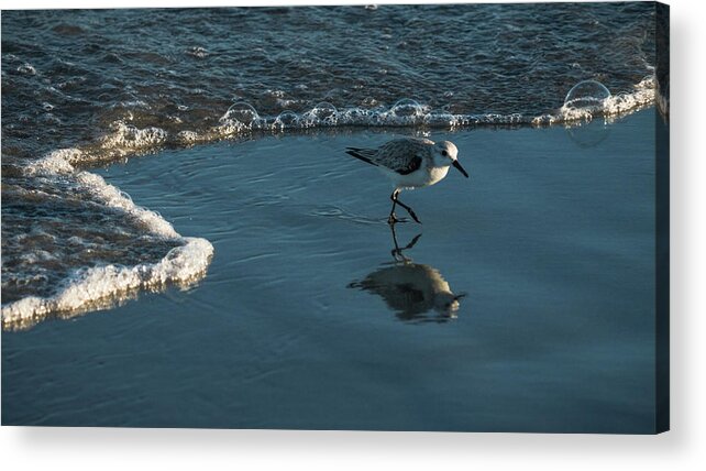Florida Acrylic Print featuring the photograph Sanderling Reflection Delray Beach Florida by Lawrence S Richardson Jr