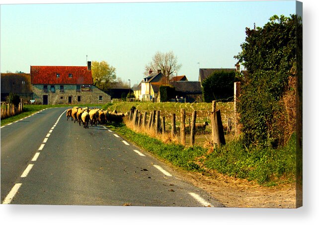 Sheep Acrylic Print featuring the photograph Sheep Right of Way by Susie Weaver