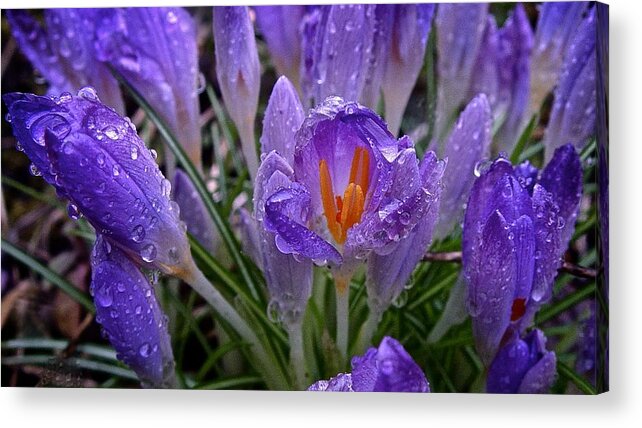 Crocus Acrylic Print featuring the photograph Shelter from the Storm 2016 by Richard Cummings