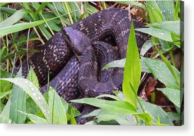 Animals Acrylic Print featuring the photograph Shhhh1 by Charles HALL