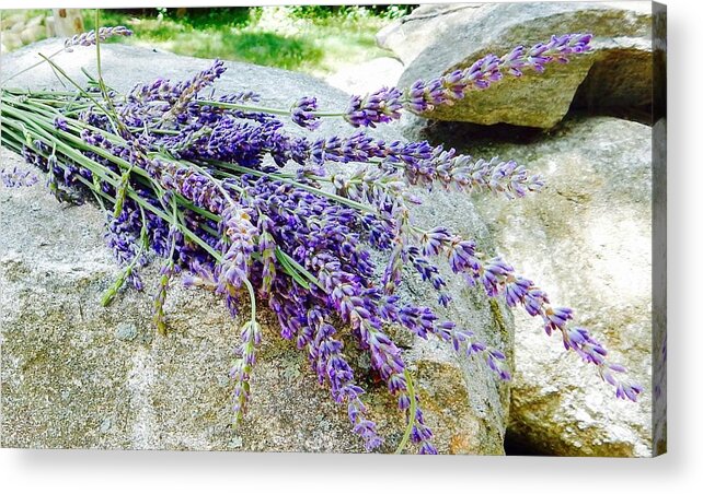 Lavender Acrylic Print featuring the photograph Sitting lavender by Sue Morris