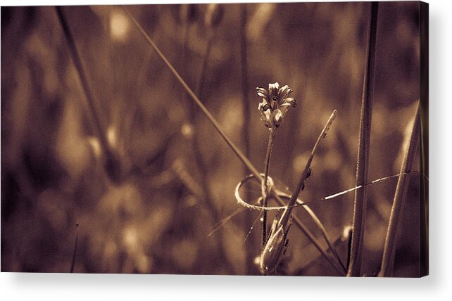 Flower Acrylic Print featuring the photograph Small by Lora Lee Chapman