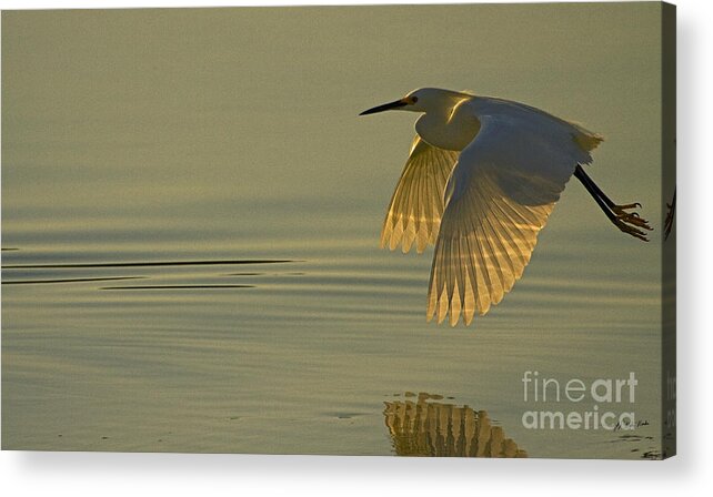 Snowy Egret At Dusk Acrylic Print featuring the photograph Snowy Egret At Dusk-Signed-#6037 by J L Woody Wooden
