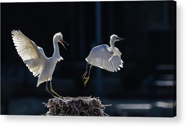 Snowy White Egret Acrylic Print featuring the photograph Snowy White Egrets 4 by Rick Mosher