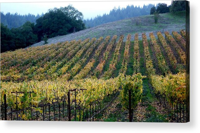 Vineyards Acrylic Print featuring the photograph Sonoma County Vineyards Near Healdsburg by Charlene Mitchell