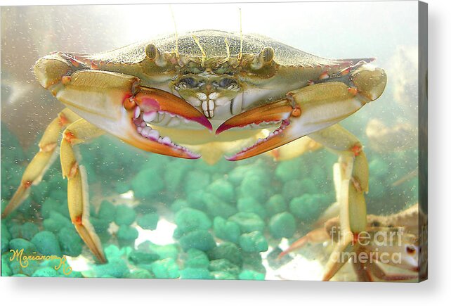 Fauna Acrylic Print featuring the photograph Staring Contest with a Crab by Mariarosa Rockefeller