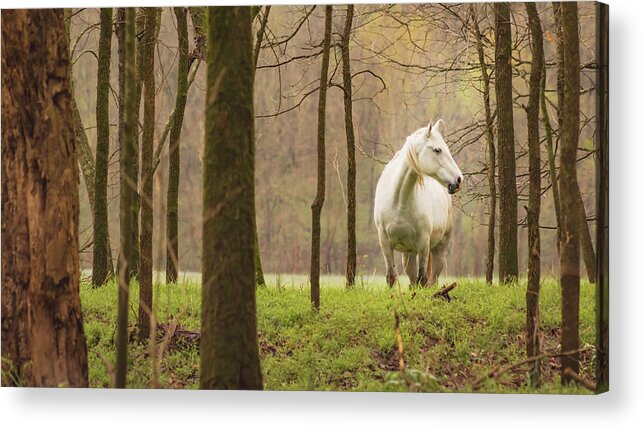 Missouri Wild Horses Acrylic Print featuring the photograph Stepping into the Wild by Holly Ross
