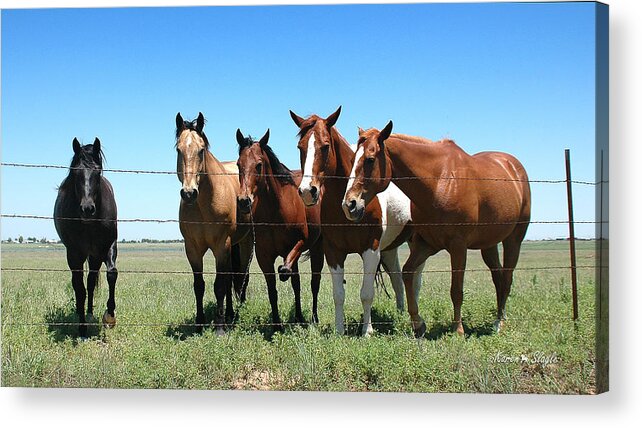 Horses Acrylic Print featuring the photograph Stompin' Flies by Karen Slagle