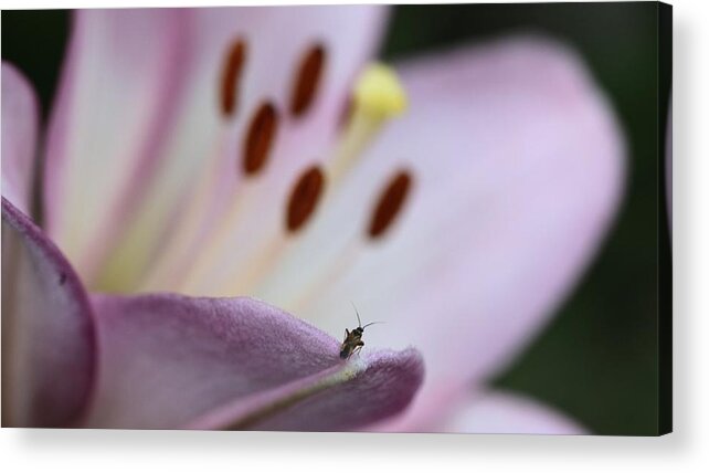 Lily Insect Flower Stamen White Purple On-dark On-black Acrylic Print featuring the photograph Stranger in a Strange Land by Ian Sanders