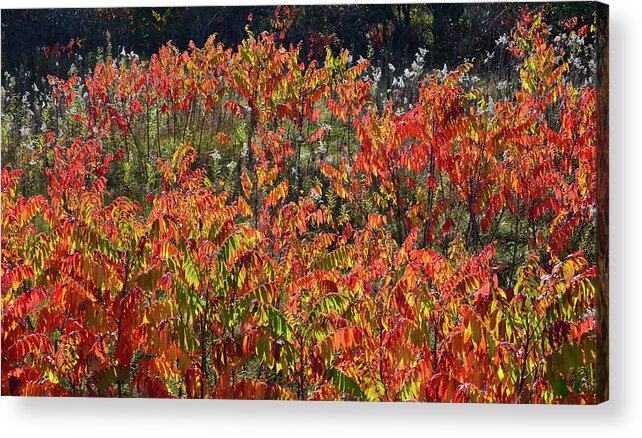 Wisconsin Acrylic Print featuring the photograph Sumac Fall Color along Wisconsin I-39 by Ray Mathis