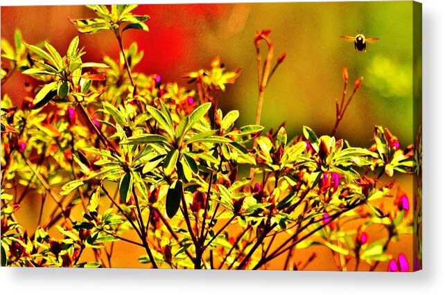 Bumble Bee Acrylic Print featuring the photograph Summer Bugger by Eileen Brymer