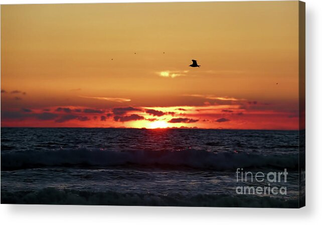 Ocean Acrylic Print featuring the photograph Sunset Flight by Nicki McManus