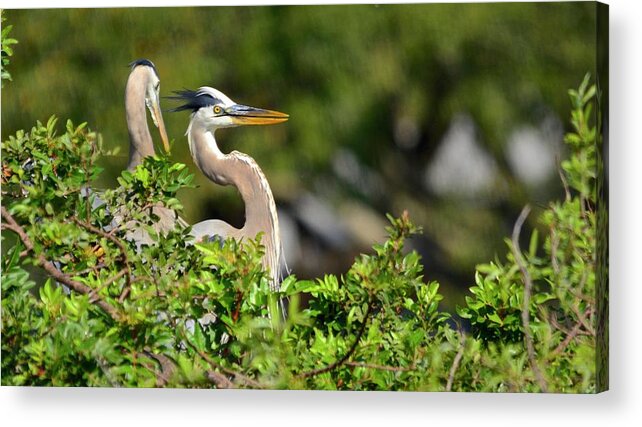 Nest Acrylic Print featuring the photograph Surprise by Carol Bradley