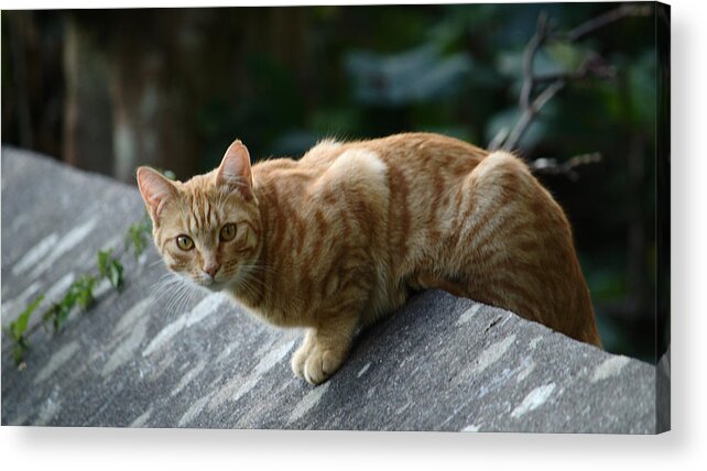 Cat Acrylic Print featuring the photograph Surprised To See You by Adrian Wale