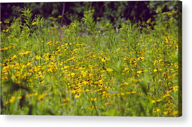Nature Acrylic Print featuring the photograph Susans in a Green Field by Randy Oberg