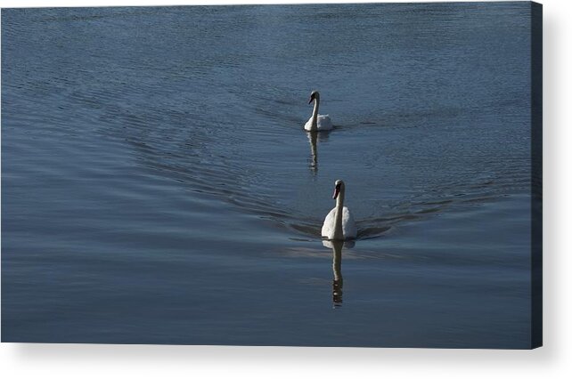 Swans Acrylic Print featuring the photograph Swans On Deep Blue by Charles Kraus
