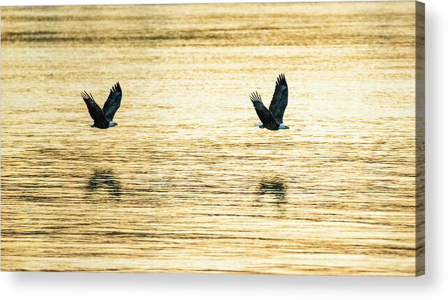 11 November 2016 Acrylic Print featuring the photograph Synchronized Bald Eagles at Dawn 2 of 2 by Jeff at JSJ Photography