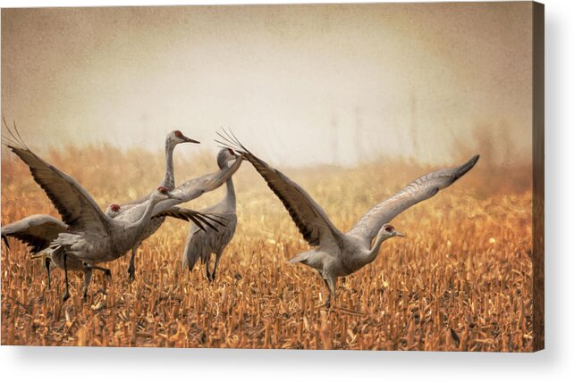 Sandhill Cranes Acrylic Print featuring the photograph Take Off by Susan Rissi Tregoning