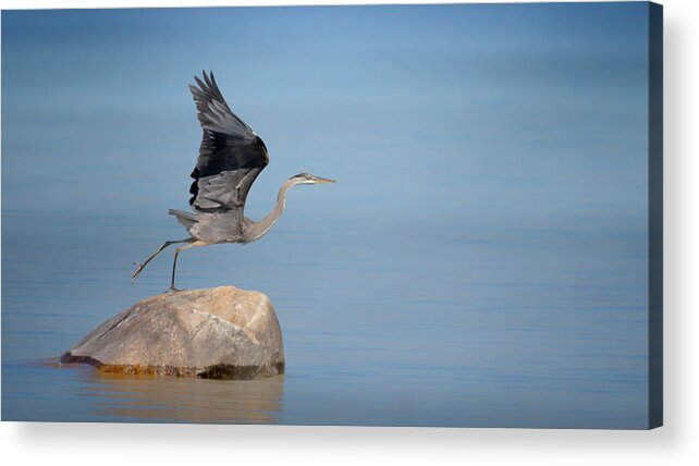 Great Blue Heron Acrylic Print featuring the photograph Taking Flight by Susan Rissi Tregoning