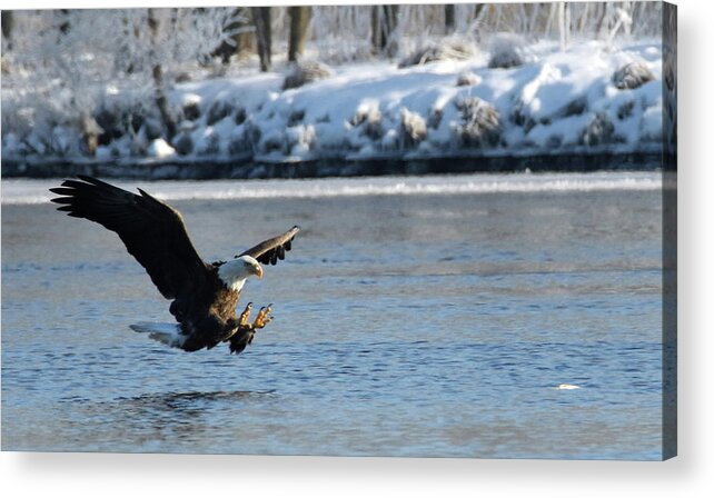 Eagle Acrylic Print featuring the photograph Talons Out by Brook Burling