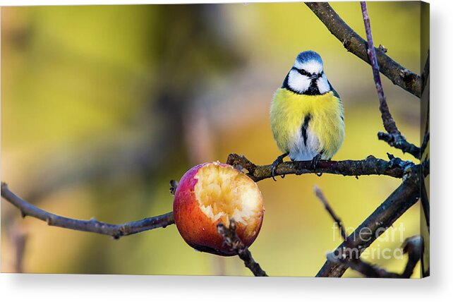 Cyanistes Caeruleus Acrylic Print featuring the photograph Tempting by Torbjorn Swenelius