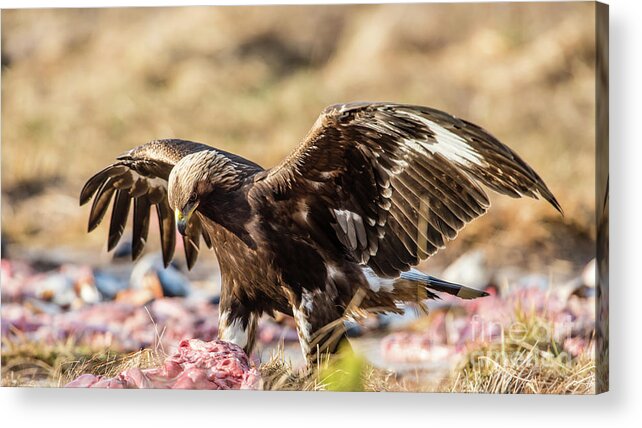 Golden Eagle Acrylic Print featuring the photograph The Eagle have come down by Torbjorn Swenelius