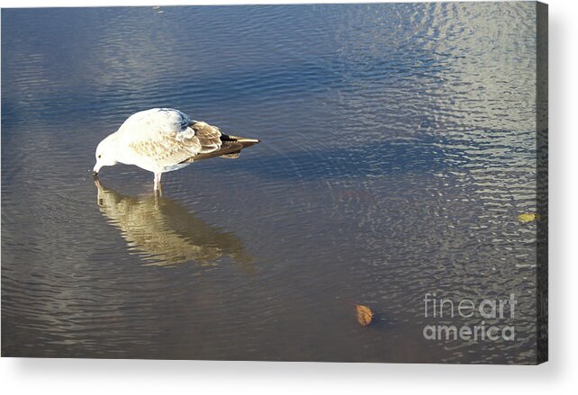 Narcissus Acrylic Print featuring the photograph The Flying Narcissus by Donato Iannuzzi
