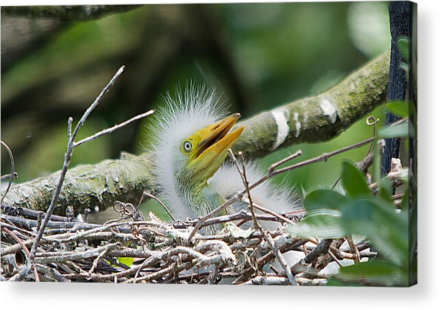 Wildlife Acrylic Print featuring the photograph The World Is Full Of Surprises by Kenneth Albin