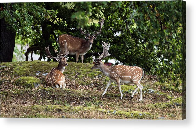 Three Fallow Deer Bucks Acrylic Print featuring the photograph Three Bucks by Torbjorn Swenelius