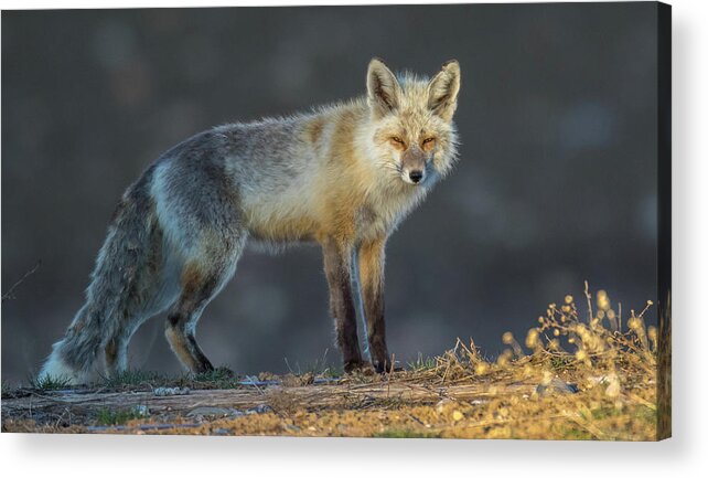 Fox Acrylic Print featuring the photograph Track Patrol by Kevin Dietrich